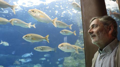 armesto.Francisco Armesto, director t�cnico del Aquarium Finisterrae, se despide este verano tras 40 a�os vinculado a los museos cient�ficos de A Coru�a. Estuvo en la creaci�n de la Casa das Ciencias y en la de la Domus. Estos d�as le toc� despedir a Gast�n