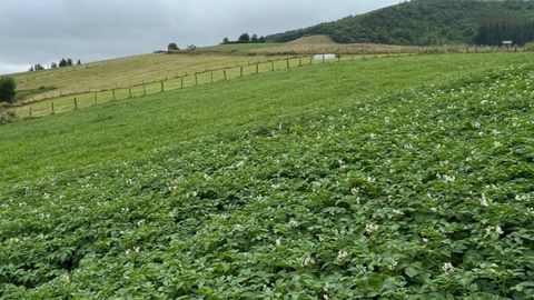 Plantaci�n de patatas.