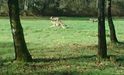 Tres lobos, fotografiados en Chantada