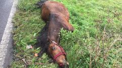 Herida leve al colisionar su coche con un caballo en Bens