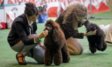 El cuidado del pelo y la estampa son aspectos importantes para valorar la belleza canina. 