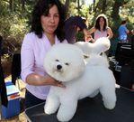 Los perros se acicalan para la ocasi�n. 