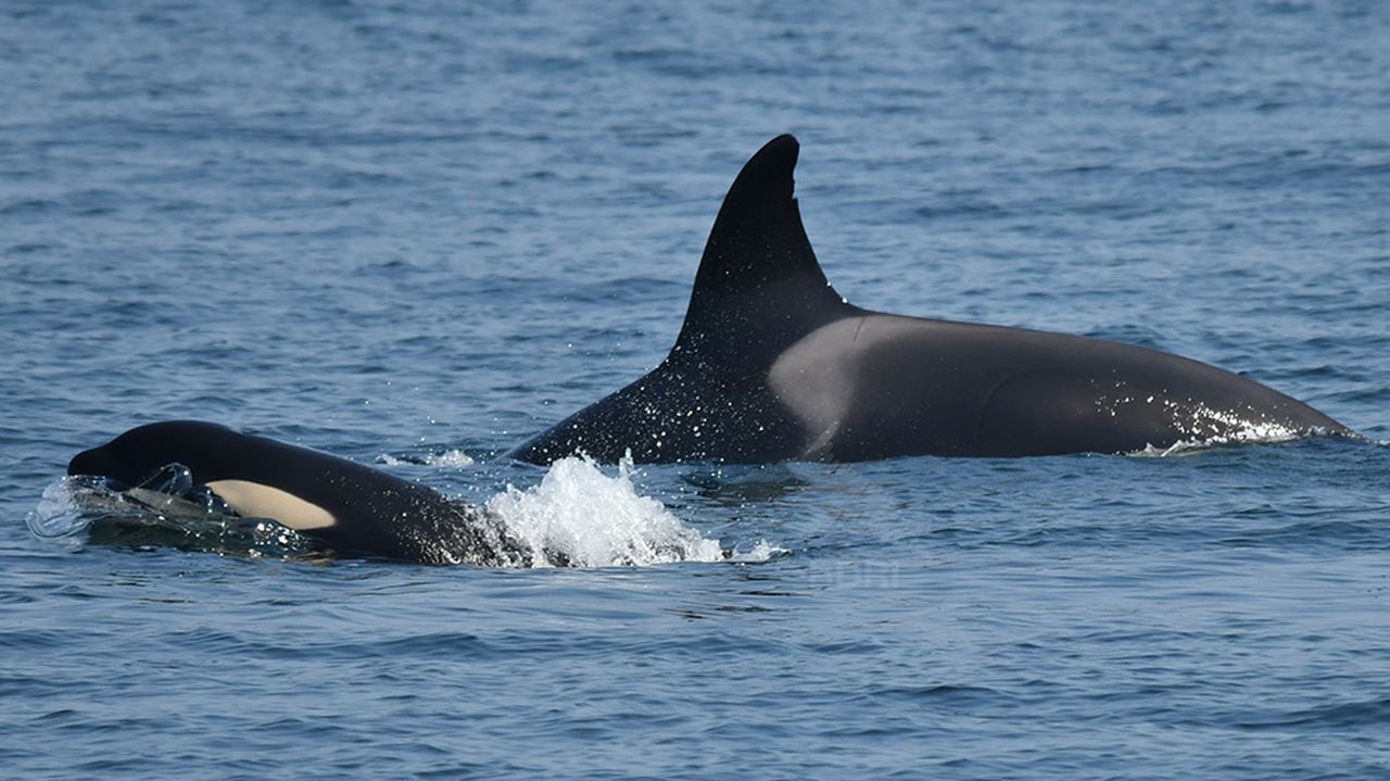 La mitad de los encuentros con orcas de este verano en Galicia se produjeron en el entorno de Arousa