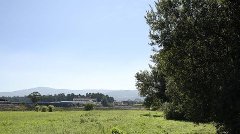 Las fincas en torno a los ncleos de poblacin tienen que estar libres de pinos, eucaliptos y acacias y cortada la maleza