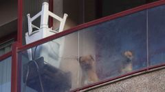 Dos perros que viven solos en un piso provocan problemas de convivencia