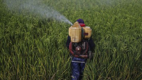 Un operario echa inecticida en campos de arroz de Malasia