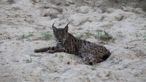 Ejemplar de lince ibrico.