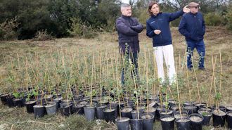 La conselleira colabor en la plantacin de varios alcornoques en el parque natural de Corrubedo