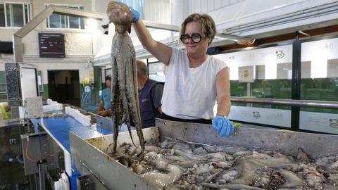 Un magn�fico pulpo gallego en la subasta en la lonja de Bueu, el 1 de julio del 2026, cuando reabri� la pesquer�a.