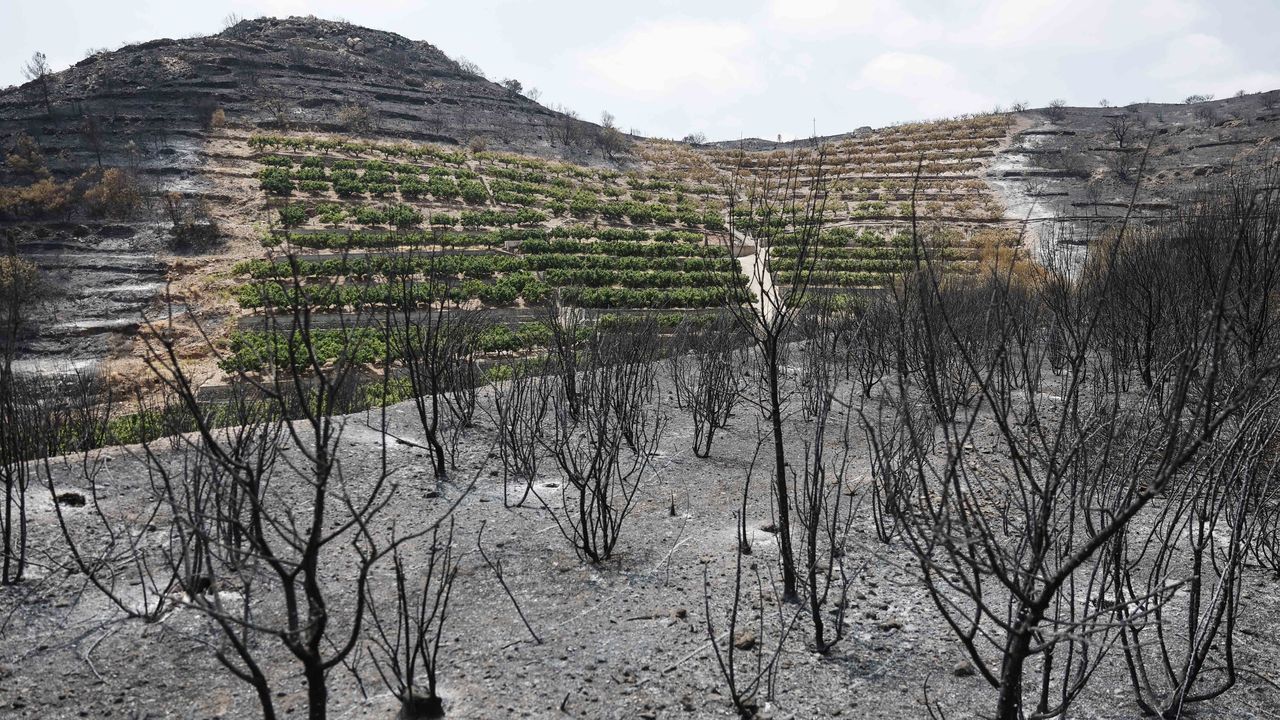 Los incendios de Zamora y Castellón se dan ya por estabilizados