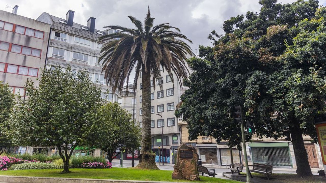 Drones, inyecciones y escaladores para salvar la palmera de Carballo