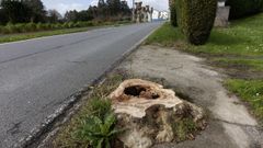 En primer plano, uno de los �rboles talados. Al fondo, varios ejemplares que contin�an en pie