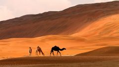 Festival que incluye un concurso de belleza de camellos en Abu Dhabi