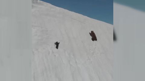 Momento en el que se observa cmo osa y cra afrontan la pendiente de la manera ms peligrosa: en lnea recta en vez de en diagonal al verse perseguidas por un dron. En diagonal les habra sido ms fcil llegar a la cima. Tardaran un poco ms, pero sera la actuacin ms habitual en el reino animal al no sentirse intimidadas