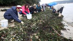 MARISCADORES DE NOIA EN LA PLAYA DE TESTAL INTENTANDO RECUPERAR MARISCO DESPUES DEL TEMPORAL KIRK