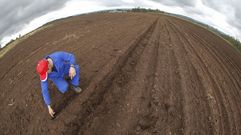 Destrozos en una finca de Lavacolla provocados por los jabal�es