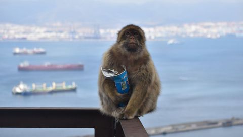 Los monos de Gibraltar, la �nica poblaci�n de macacos que vive en libertad en Europa, han comenzado a comer tierra.