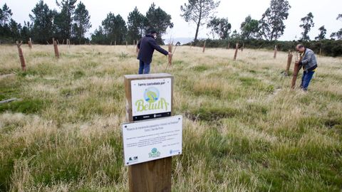 Plantaci�n de bidueiros realizada por Betula nunha parcela de media hect�rea dos montes de Marrax�n, en Sillobre (Fene)