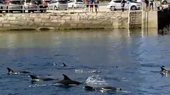 Delfines saltando en el puerto de Ribeira