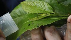 Una suelta del par�sito �Torymus sinensis� para luchar contra la avispilla del casta�o
