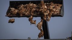 Imagen de archivo de gallinas sacrificadas por gripe aviar
