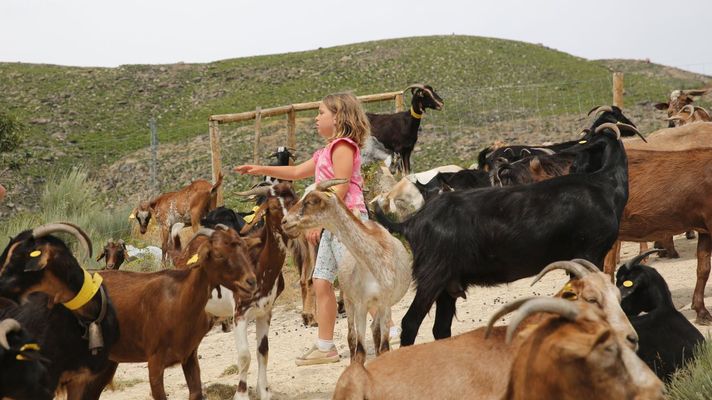 Gaiar, hija de Antonio y Paula, entre las cabras