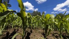 Imagen de archivo de un campo de ma�z en Vimianzo