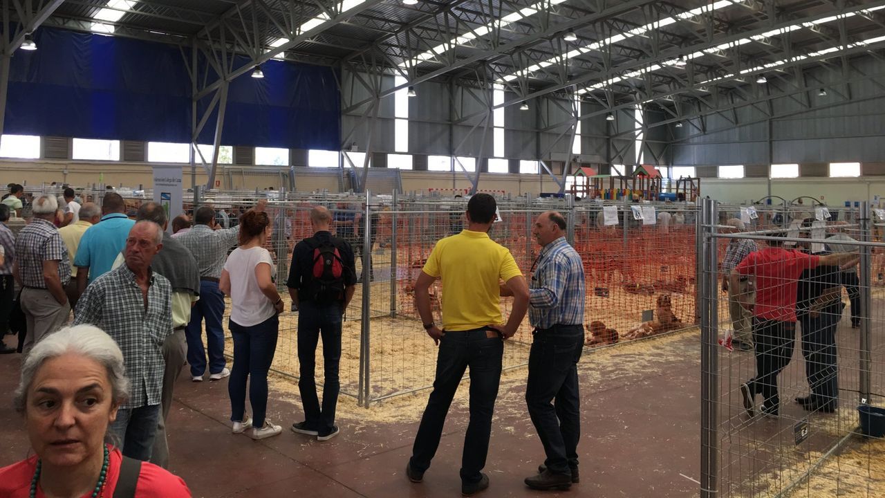 Arzúa recupera la memoria de su «Feira de Cans de Caza»
