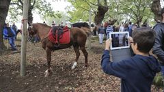 Multitudinaria feria de San Marti�o en Teo