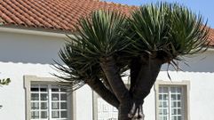 <span lang= gl >O drago simboliza a permanencia, a memoria do lugar. Calc�lanselle de oitocentos a mil anos de vida</span>