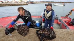 Primer da de la campaa de invierno del percebe en la lonja de Aguio