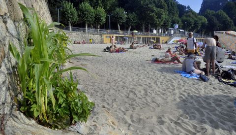 La plantaci�n ha soportado bien las condiciones precarias del suelo de la playa y todo indica que habr� cosecha en Portocelo. 