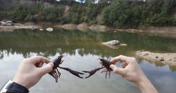 Los cangrejos americanos proliferan en una laguna en Agudelo, en Barro, formada por la acumulaci�n del agua de la lluvia. 