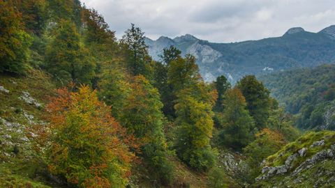 Bosque de Pome