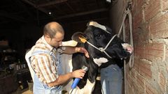 �Se subastan vacas. Raz�n: jubilaci�n�