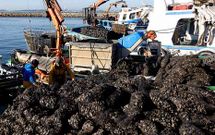 Descarga de mejill�n en el puerto de Vilanova el a�o pasado. 