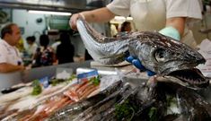 <span lang= es-es >Pescado blanco, fresco, antes �para os enfermos�</span>. �Merlucius merlucius� es la variedad de merluza que captura la flota mari�ana en Gran Sol. A�os atr�s, ese pescado blanco fresco era un alimento que en muchas familias se reservaba �para os enfermos�. Comerlo hoy est� al alcance de casi todos. 