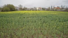 Tierras de cultivo en A Limia.