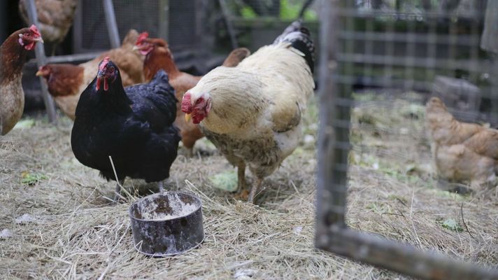 En once municipios de Galicialas gallinas estn encerradas desde principios de ao