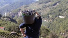 El sector vit�cola vive un momento de incertidumbre en la Ribeira Sacra