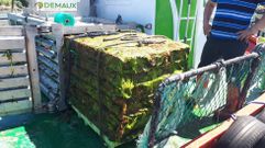 Empacado de algas retiradas de los bancos marisqueros en Pontevedra