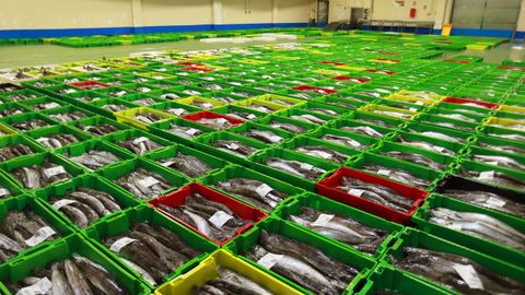 Cientos de cajas de merluza de volanta expuestas en una de las salas de la lonja de Celeiro el 5 de marzo del 2026.