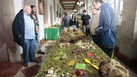 Exposicin de setas en la Diputacin de Lugo