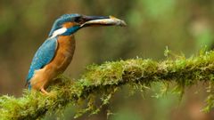 Mart�n pescador