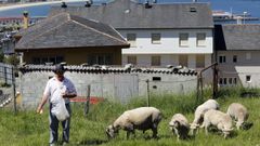 Ovejas de Antonio Jos� Liborio Nunes, viveirense cuyos reba�os han sufrido varios ataques