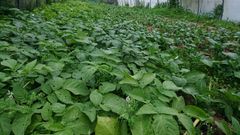 Plantaci�n de patatas en el municipio de Fene