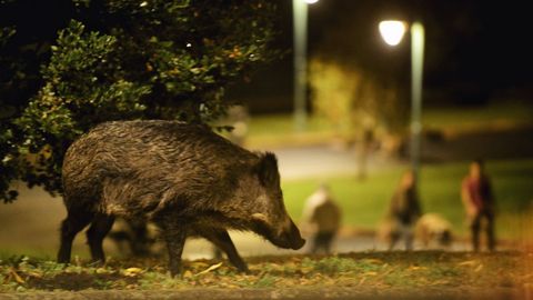 Imagen de archivo de un jabal� en un entorno urbano.