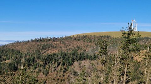 Imagen de pinar afectado por la banda marr�n en Galicia