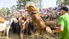 �Las mejores im�genes de la Rapa das Bestas de Vimianzo! ��lbum!