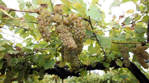 Barro, su gran feudo. La bodega que ayudó a los investigadores a recuperar la ratiño es Viña Moraima. Estuvieron dispuestos a remover mar y tierra para que no se perdiese esta variedad única en Galicia. Y lo lograron de milagro.